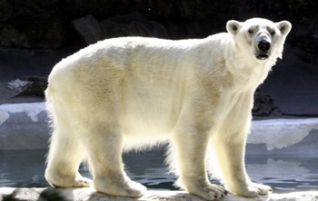 This photo of a polar bear, one of the few Arctic dwellers, was taken by Brooklyn, NY  photographer Thomas Picard.